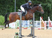 Extraordinary 16.1 gelding