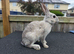 Beautiful bucks hare type