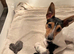 2 boys left!! Jack russle puppies
