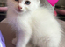 STUNNING FEMALE RAGDOLL KITTEN READY NOW
