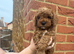Beautiful F1bb Red Cavapoo Puppy – Only 1 Gorgeous Girl Remaining \(Purple Collar\) **