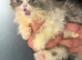 Persian kittens