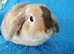 Adult mini lop for sale