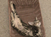 Bengal cross, male kitten
