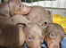 Mini dachshund for sale!