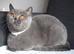 British Blue Shorthaired Female GCCF