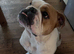 Bulldog looking for a new home