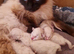 Ragdoll Kittens