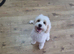 Girl cockapoo