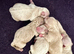 Maltipoo Babies