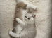Gorgeous Bi Coloured Kittens Males