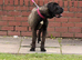 Beautiful 8 month old female