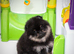 Beautiful Pomeranian Puppies &ndash; Boys & Girls