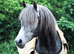 Beautiful Arabians !