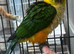 Stunning Baby Caique Parrot