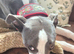 Looking for the Right Home: 10-Month-Old Whippet
