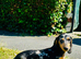 Beautiful Female Silver Dapple Dachshund Puppy