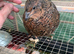 Male quails
