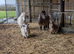 2 female pedigree pigmy goats