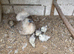 Silkie with chicks