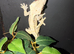 Crested gecko collection