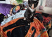 Maincoon x Siamese Babies Ready 4 4eva loving Homes now