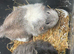 Beautiful female guinea pig guinea pigs