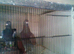 for sale race pigeons
