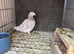 Selling 4 pigeons