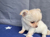 2 gorgeous little coat Chihuahua puppies