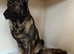 Silver sable german shepherd female pup