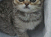 British shorthair Ready to leave