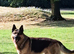 ONLY 1 F1B SHEPKITA SHEPHERD PUPPIES