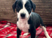 TWO Border Collie x Blue Heeler Pups left