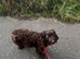 ***FERN RESCUE* 4 YO COCKAPOO FOR ADOPTION***