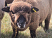 Lovely Trio of Pedigree Coloured Ryland Ewes for sale.
