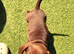 3 dash hounds available now