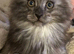 Chunky Mainecoon kittens