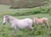 Smart Registered Section A Palomino Colt