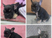 French Bulldog puppies