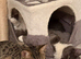 Male grey and white half ragdoll