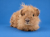 Swiss sow Guinea pig Gold purebred