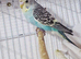 Stunning colours budgies