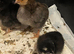 UNSEXED Cream Legbar and Cochin chicks 1 week old