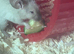 Fancy mouse needing a new home