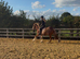Roo 13.2hh Cob Cross Mare, 3 Years Old