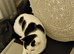 Female kitten for sale