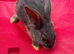 BABY BUNNY RABBITS - DOE and BUCKS