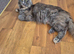 Maine coon adult
