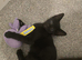 Female black kitten